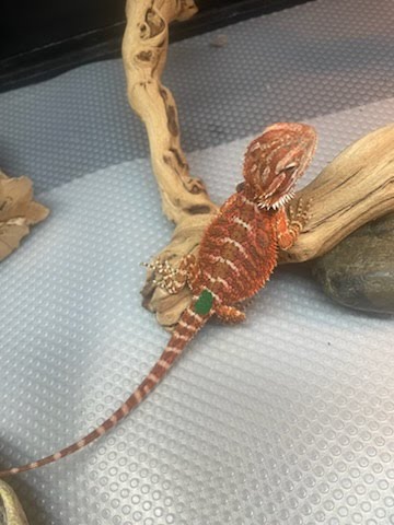 Green Dragon