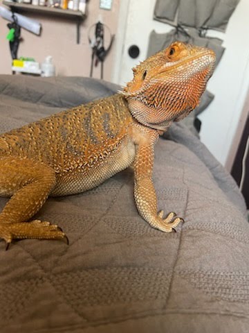 Itsy Bitsy 2