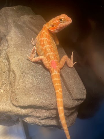 Orange Dragon