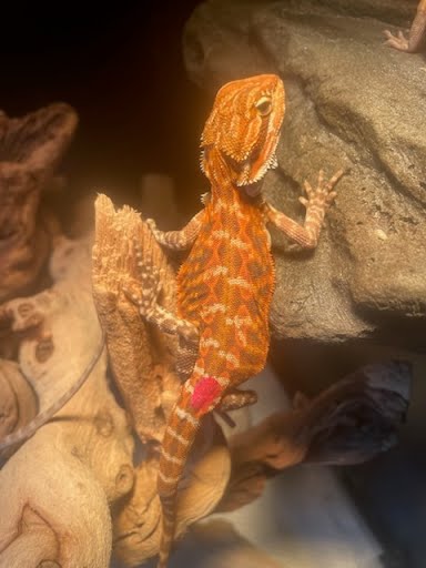 Pink Dragon