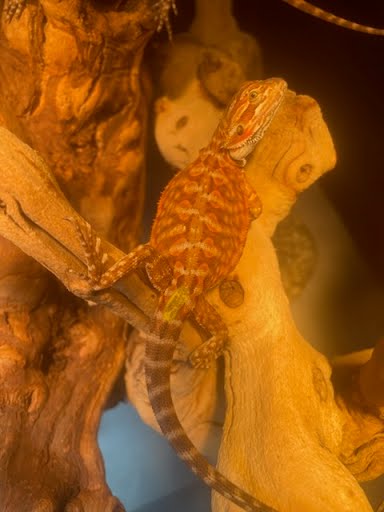 Yellow Dragon